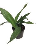 8" Aspidistra Cast Iron Variegated